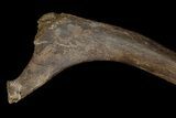 Fossil Hadrosaur (Duck-Billed Dinosaur) Rib - Montana #176807-3